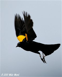 Scientific name:  Agelaius xanthomus
Common name Spanish:  Mariquita
Common name   Yellow-shouldered Blackbird
Photo by Mike Morel
Location:  Puerto Rico

More information:  ecos.fws.gov/speciesProfil