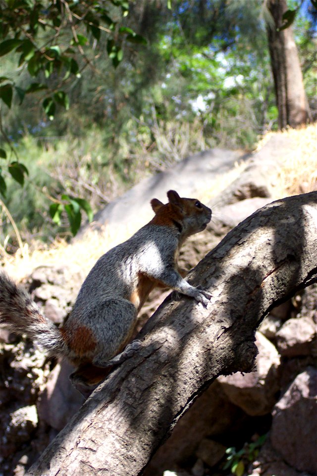 Mexican Red-bellied Squirrel (Mexican Gray Squirrel) Sciurus aureogaster
