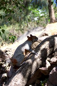 Mexican Red-bellied Squirrel (Mexican Gray Squirrel) Sciurus aureogaster