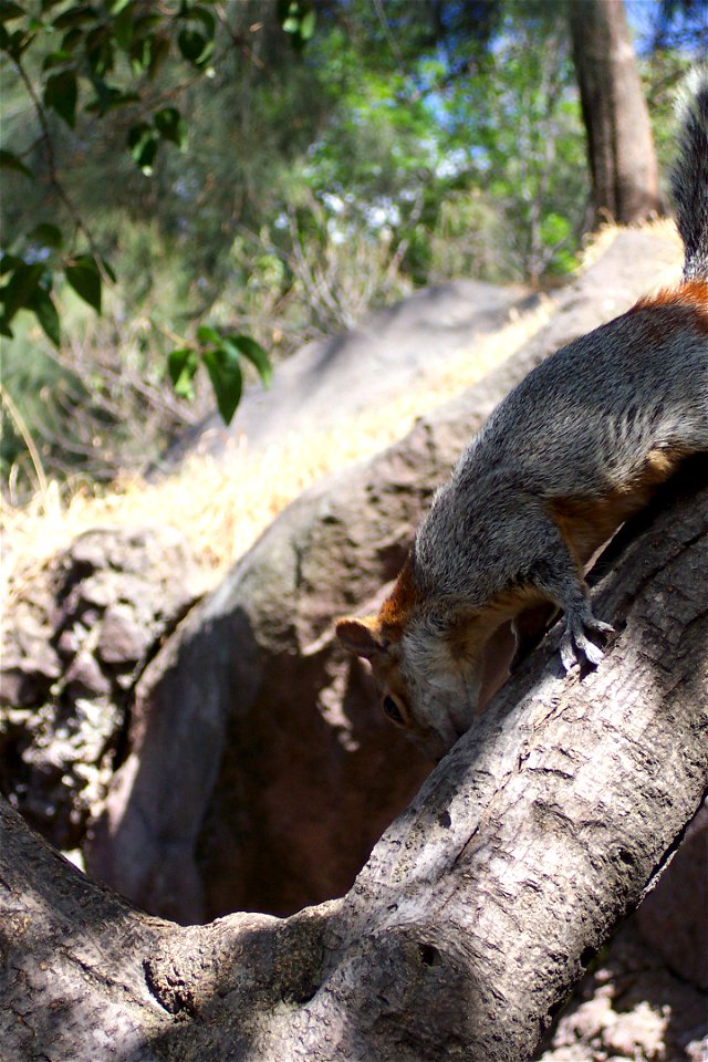 Mexican Red-bellied Squirrel (Mexican Gray Squirrel) Sciurus aureogaster