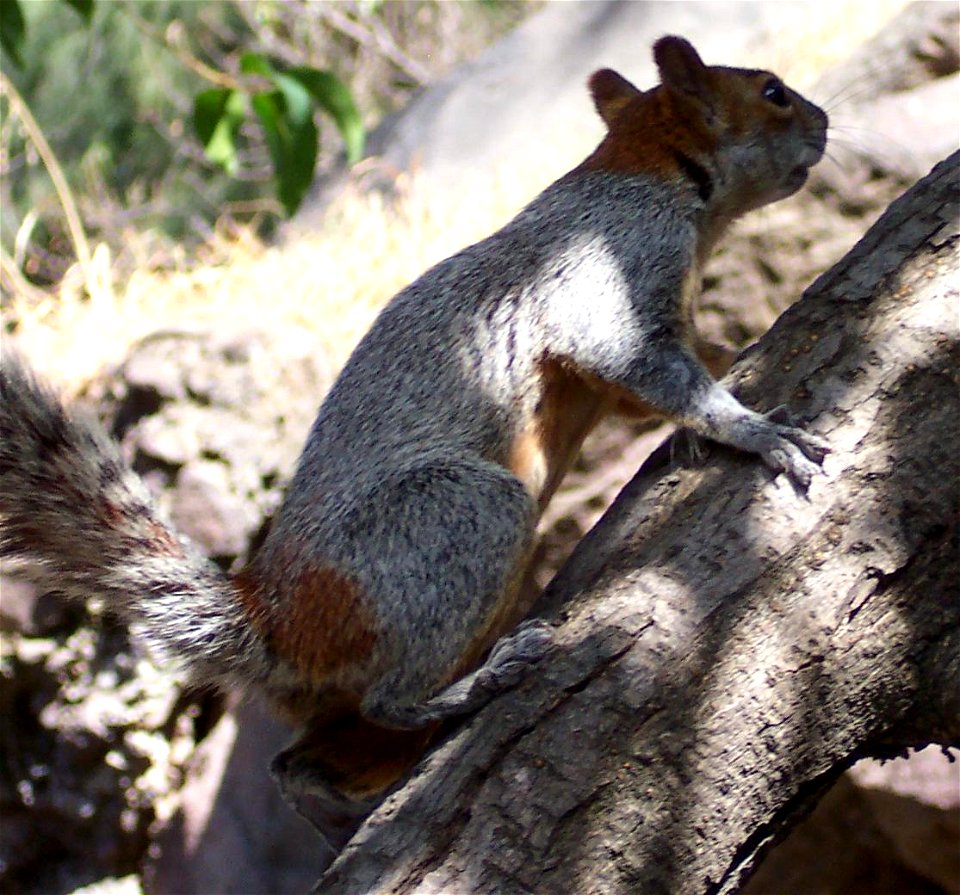 Mexican Gray Squirrel Sciurus aureogaster
