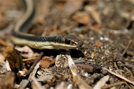 The Western Patch-Nosed snake, Salvadora hexalepis. One of the many non-venomous snakes in the area, it feeds upon lizards, snakes, reptile eggs, and small rodents.