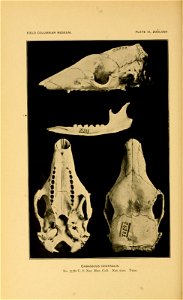 FIELD COLUMBIAN MUSEUM. PLATE III, ZOOLOGY. Cabassous centralis. No. 35382 U. S. Nat. Mus. Coll. Nat. size. Type. photo