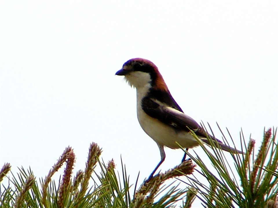 Woodchat Shrike. Taken at Quinta do Lago, Algarve