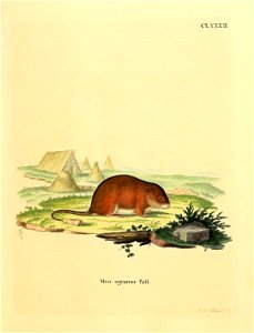 CLXXXII. 

Mus agrarius Pall. = Apodemus agrarius
