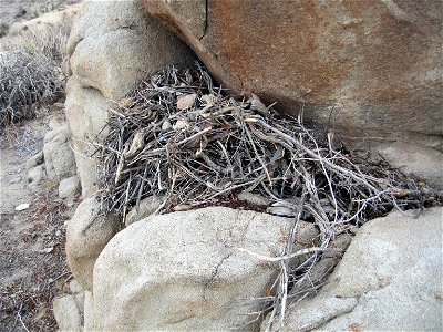 Mammals of Joshua Tree National Park: Wood rat (Neotoma lepida) midden