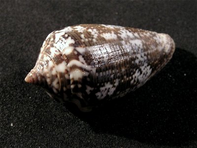 Conus monachus Linnaeus, 1758; family Conidae;