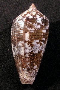 Conus monachus Linnaeus, 1758; family Conidae;
