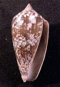 Conus monachus Linnaeus, 1758; family Conidae;