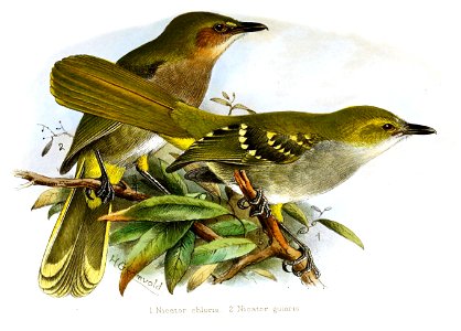 Nicator chloris, Nicator gularis