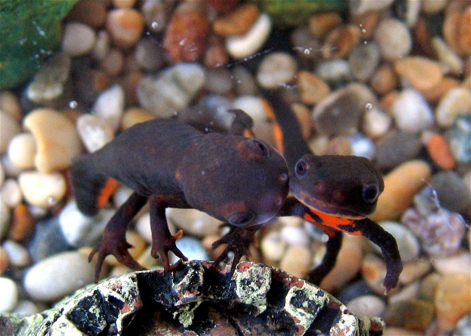 Two Chinese Fire Bellied Newts (Hypselotriton orientalis)