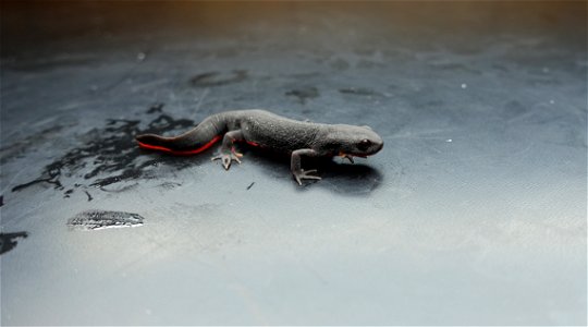 A Chinese firebelly newt (Cynops orientalis), the first salamander species found to be infected with the spring viraemia of carp virus.