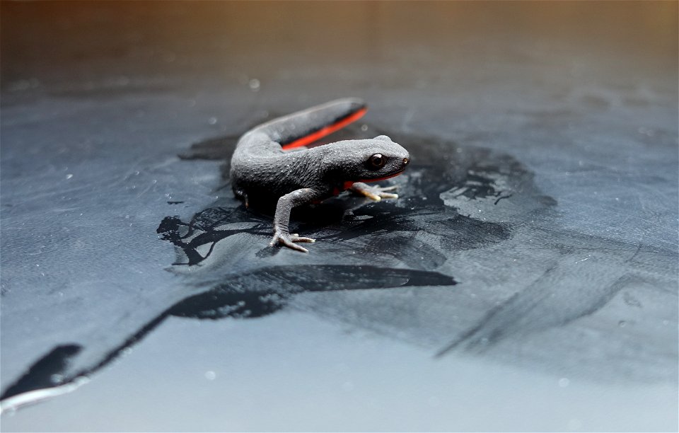 A Chinese firebelly newt (Cynops orientalis), the salamander species recently found to be infected with the spring viraemia of carp virus, or SVCV.