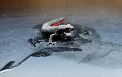 A Chinese firebelly newt (Cynops orientalis), the salamander species recently found to be infected with the spring viraemia of carp virus, or SVCV.