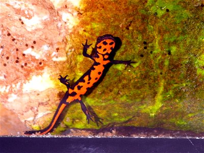 Cynops orientalis, female, adult