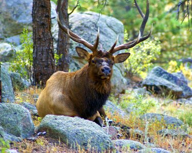 Rocky mountain national photo