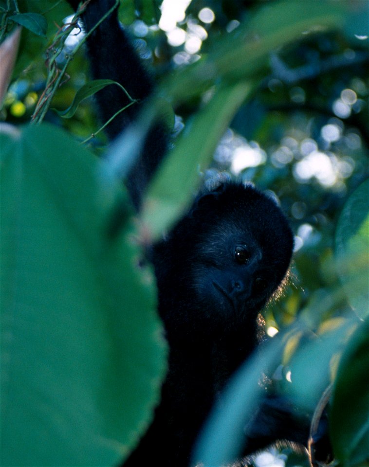 Alouatta pigra. Photo taken in Belize. Note that the source page calls this a "Mexican black howler monkey" but A. pigra is the Guatemalan Black Howler. The Mexican Howler Monkey is A. palliata mexica