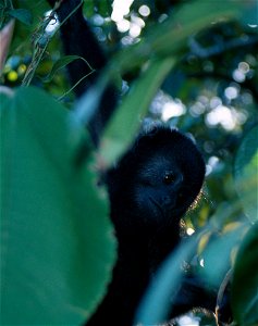 Alouatta pigra. Photo taken in Belize. Note that the source page calls this a "Mexican black howler monkey" but A. pigra is the Guatemalan Black Howler. The Mexican Howler Monkey is A. palliata mexica photo