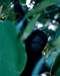Alouatta pigra. Photo taken in Belize. Note that the source page calls this a "Mexican black howler monkey" but A. pigra is the Guatemalan Black Howler. The Mexican Howler Monkey is A. palliata mexica