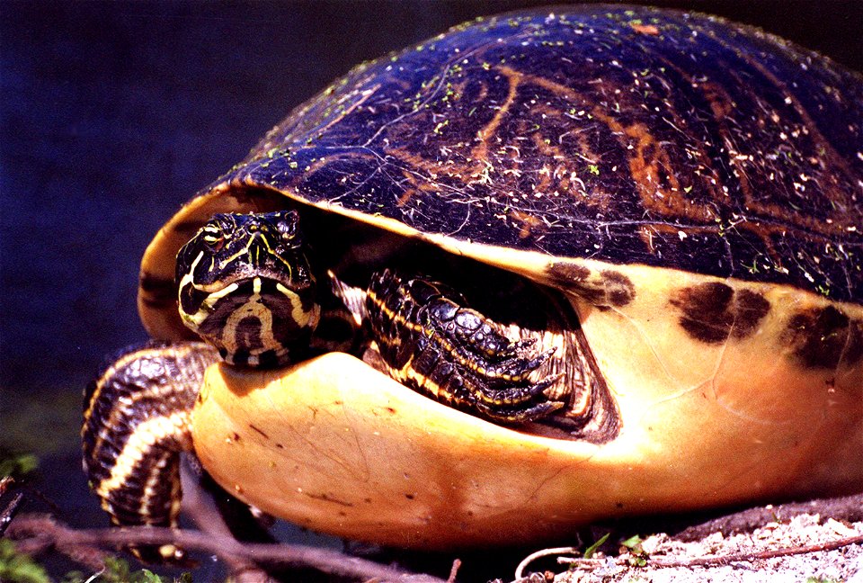 A Florida Redbelly Turtle casts a suspicious look as he is being photographed on the grounds of Kennedy Space Center. The Redbelly turtle inhabits ponds, lakes, sloughs, marshes and mangrove-bordered 