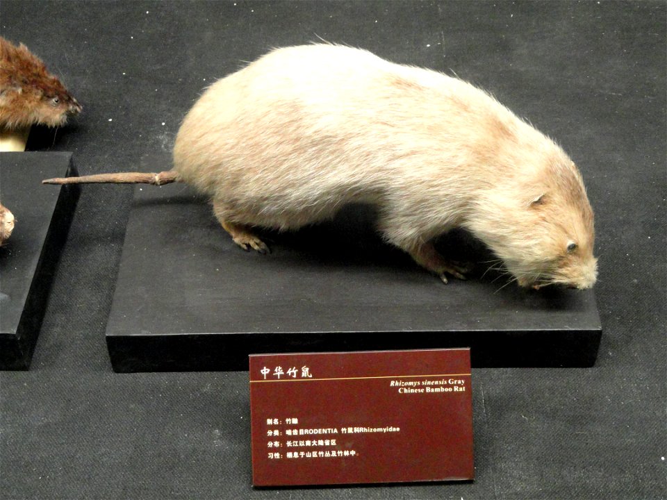 Taxidermy exhibit in the Kunming Natural History Museum of Zoology (昆明动物博物馆), Kunming, Yunnan, China.