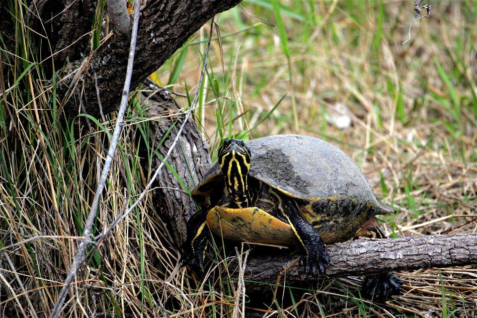 Turtle Red Belly, 01, NPSPhoto