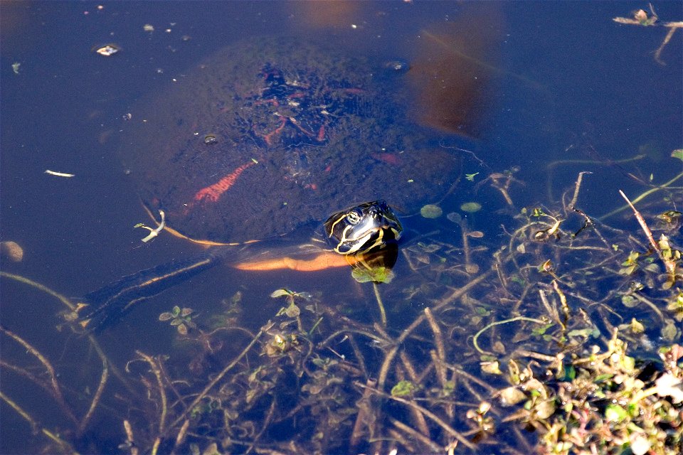 Turtle Red Belly, 21, NPSPhoto