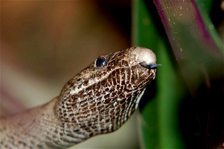 Image title: Close up of head of puerto rican boa snake epicrates inornatus
Image from Public domain images website, http://www.public-domain-image.com/full-image/fauna-animals-public-domain-images-pi