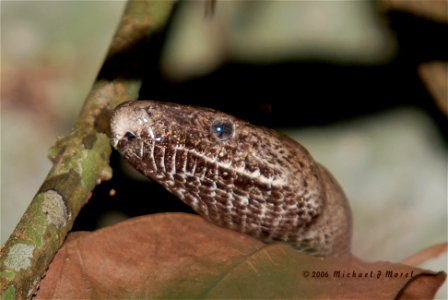 Scientific name: Epicrates inornatus Common name Puerto Rican Boa Common name Spanish: Culebron, Boa de Puerto Rico Status: Endangered Listed on October 13, 1970 Photo by Mike Morel More informa photo