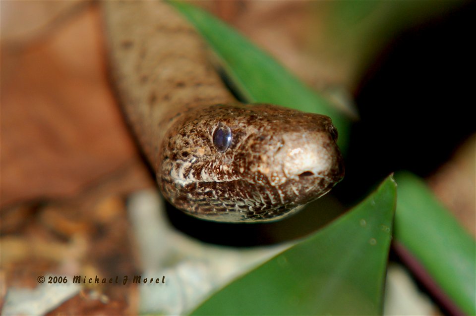 Scientific name:  Epicrates inornatus
Common name   Puerto Rican Boa
Common name Spanish:  Culebron, Boa de Puerto Rico
Status:  Endangered
Listed on October 13, 1970
Photo by Mike Morel

More informa