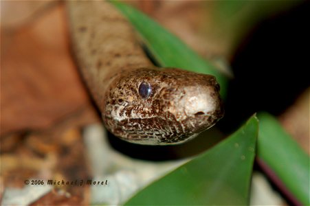 Scientific name: Epicrates inornatus Common name Puerto Rican Boa Common name Spanish: Culebron, Boa de Puerto Rico Status: Endangered Listed on October 13, 1970 Photo by Mike Morel More informa photo