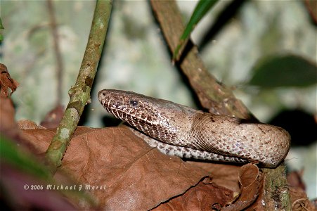 Scientific name: Epicrates inornatus Common name Puerto Rican Boa Common name Spanish: Culebron, Boa de Puerto Rico Status: Endangered Listed on October 13, 1970 Photo by Mike Morel More informa photo