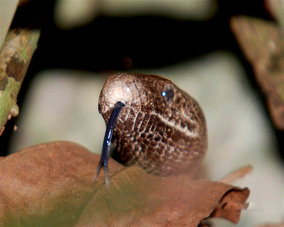 Image title: Puerto Rican boa snake with tongue shown epicrates inornatus
Image from Public domain images website, http://www.public-domain-image.com/full-image/fauna-animals-public-domain-images-pict