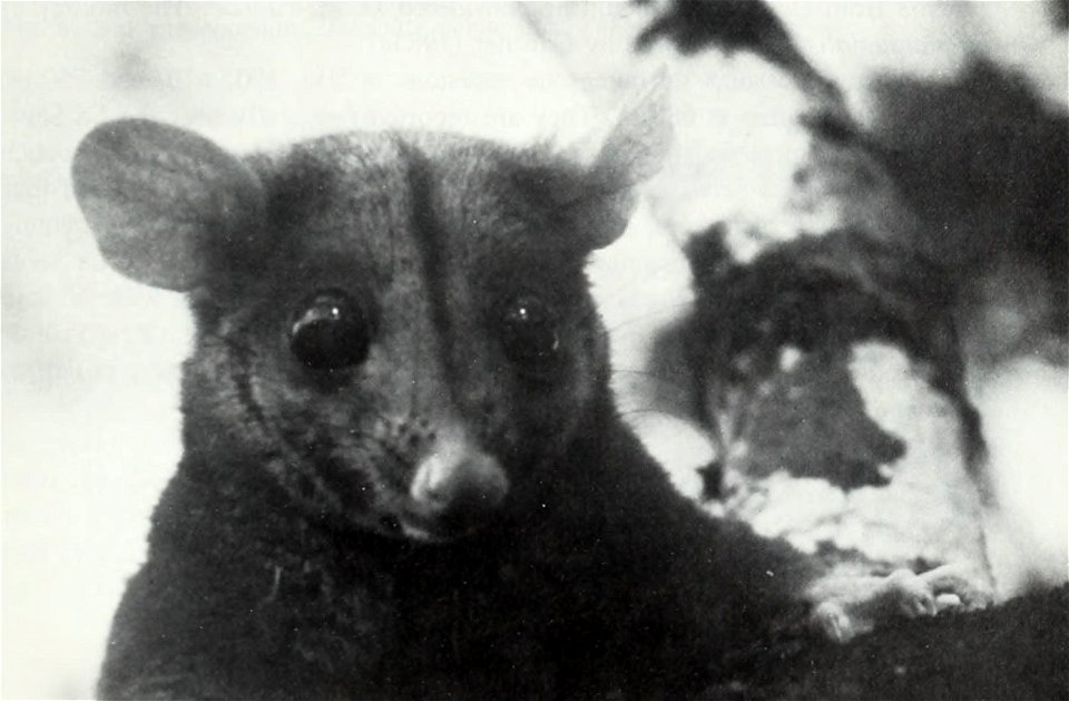 Fig. 4. Woolly opossum Caluromys derbianus