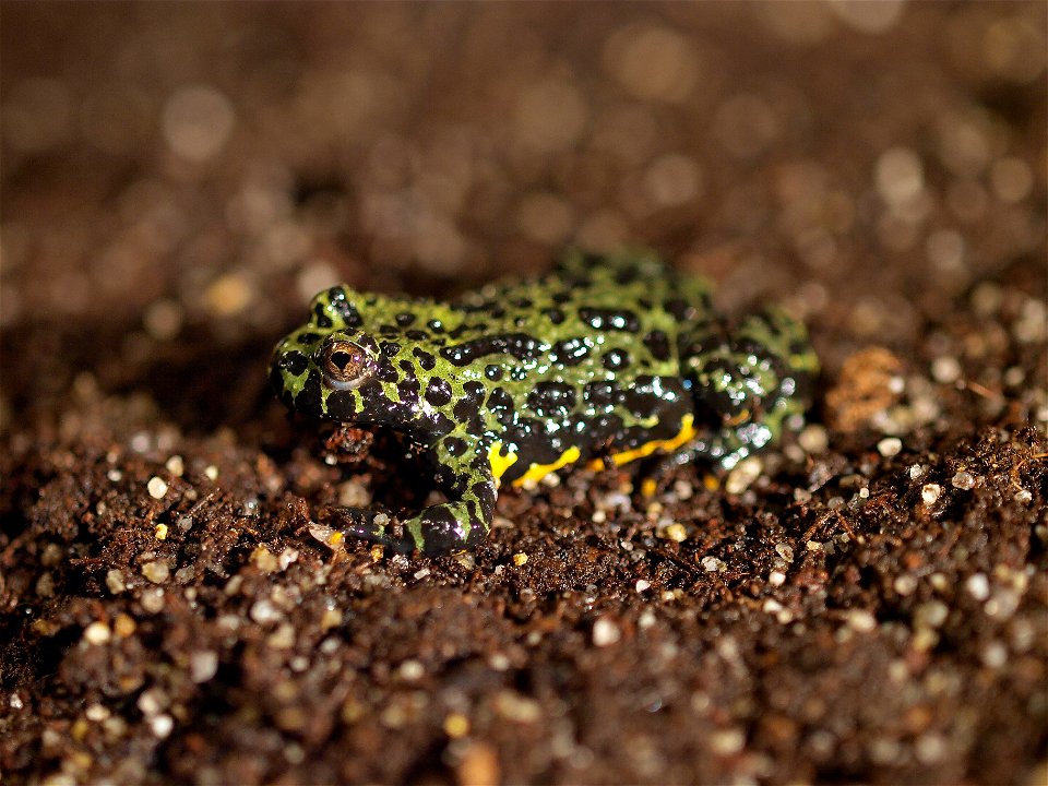 Adult female of Bombina orientalis