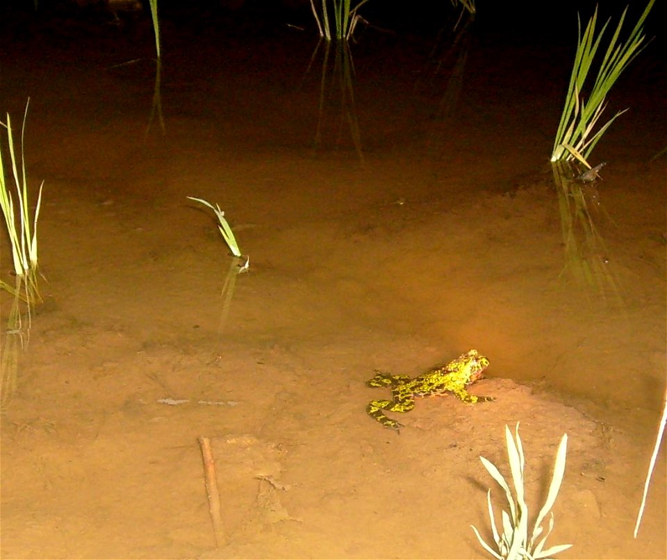 An Oriental fire-bellied toad, Bombina orientalis, in a flooded rice paddy in the valley above Sungjin-ri, Samnangjin-eup, Miryang-si, Gyeongsangnam-do, Republic of Korea.