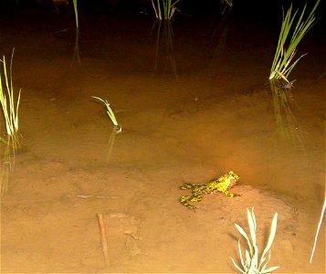 An Oriental fire-bellied toad, Bombina orientalis, in a flooded rice paddy in the valley above Sungjin-ri, Samnangjin-eup, Miryang-si, Gyeongsangnam-do, Republic of Korea. photo