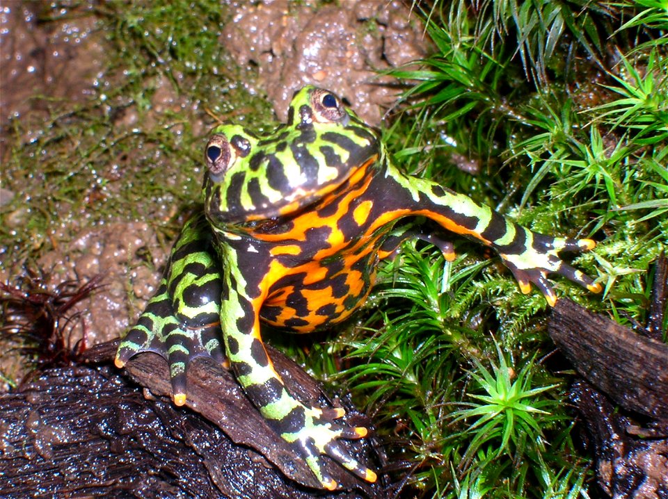 Bombina orientalis
