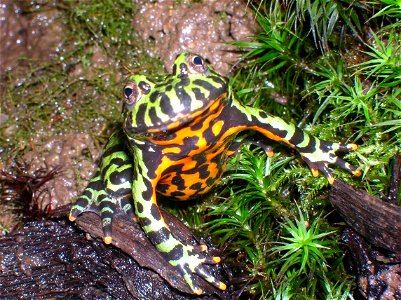 Bombina orientalis photo