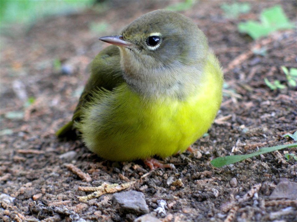 MacGillivray's Warbler (Oporornis tolmiei), at El Morro National Monument, New Mexico, USA