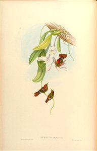 Lophornis ornatus [1]