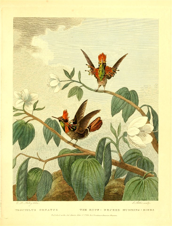 Lophornis ornatus syn. Trochilus ornatus Musei Leveriani explicatio, anglica et latina /  opera et studio Georgii Shaw ... ; adduntur figuræ, eleganter sculptæ et coloratæ.
