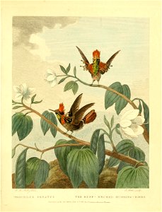 Lophornis ornatus syn. Trochilus ornatus Musei Leveriani explicatio, anglica et latina /  opera et studio Georgii Shaw ... ; adduntur figuræ, eleganter sculptæ et coloratæ.