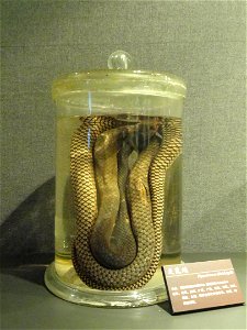 Preserved specimens in the Kunming Natural History Museum of Zoology (昆明动物博物馆), Kunming, Yunnan, China. photo