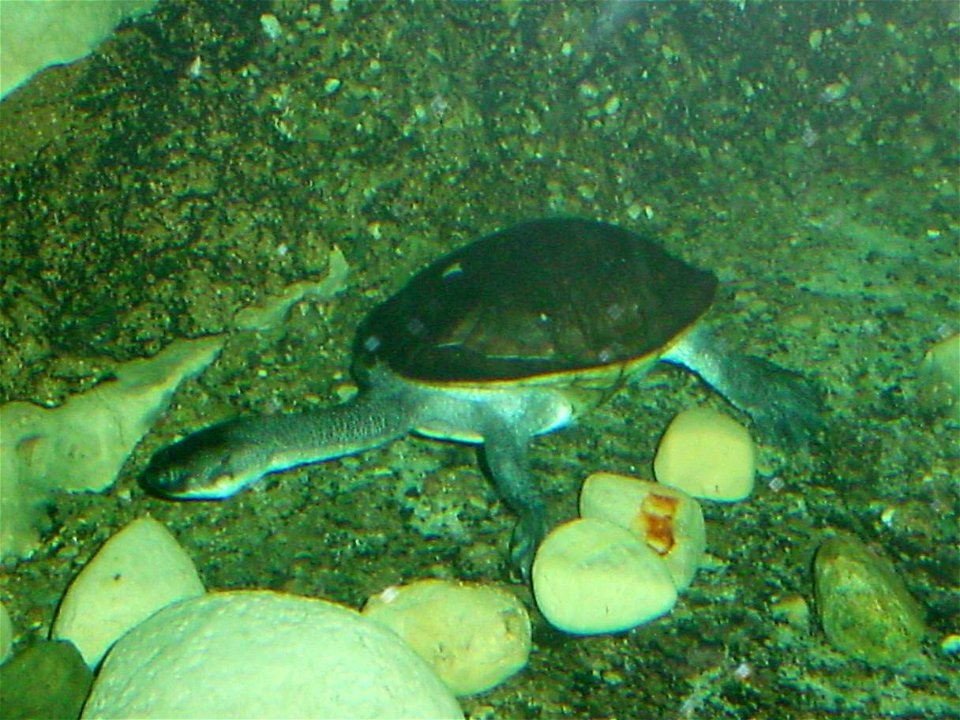 Roti Island Snake-necked Turtle (Chelodina mccordi) at the Columbus Zoo and Aquarium, photographed March 5, 2009 by Adolphus79.