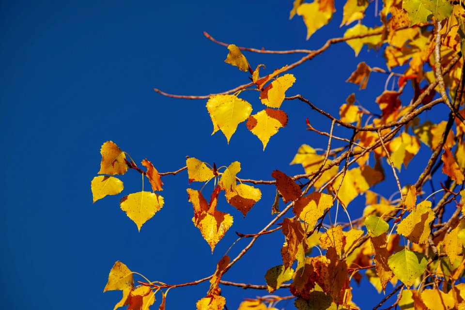 Linde linden fall color