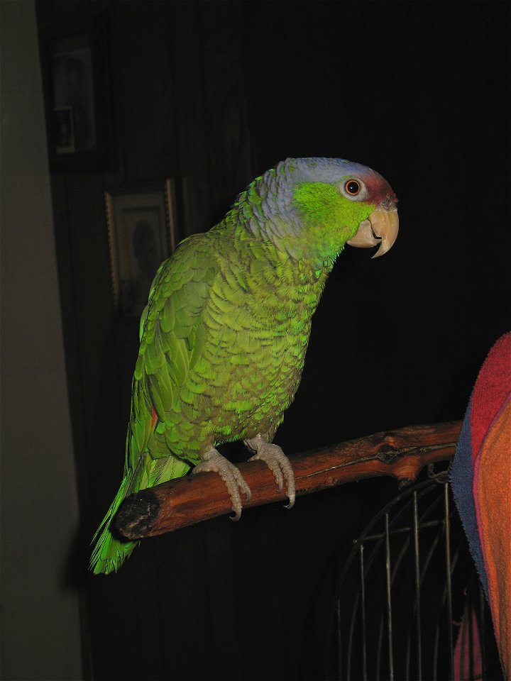 Photo taken by myself, of our family Lilac-crowned Amazon (Amazona finschi) that has lived with us for over twenty years.