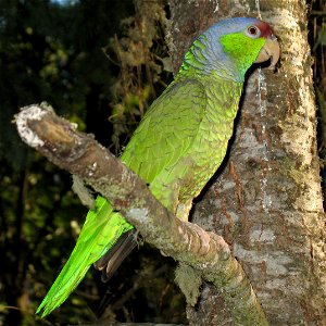 Lilac-crowned Amazon (Amazona finschi) photo