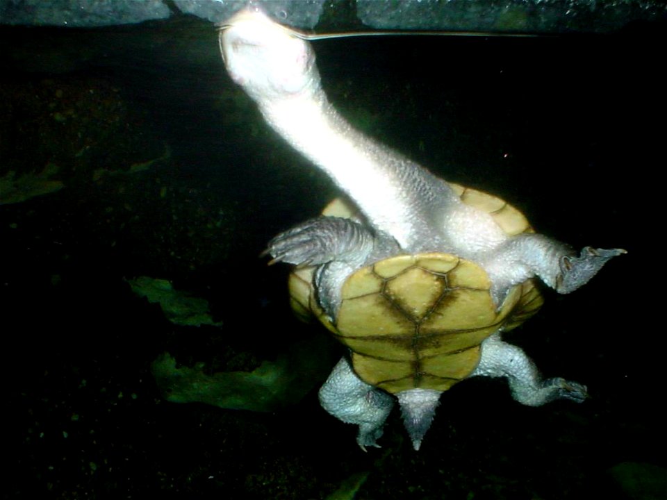 Roti Island Snake-necked Turtle (Chelodina mccordi) at the Columbus Zoo and Aquarium, photographed March 5, 2009 by Adolphus79.