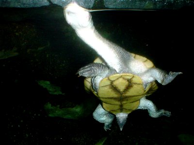 Roti Island Snake-necked Turtle (Chelodina mccordi) at the Columbus Zoo and Aquarium, photographed March 5, 2009 by Adolphus79.